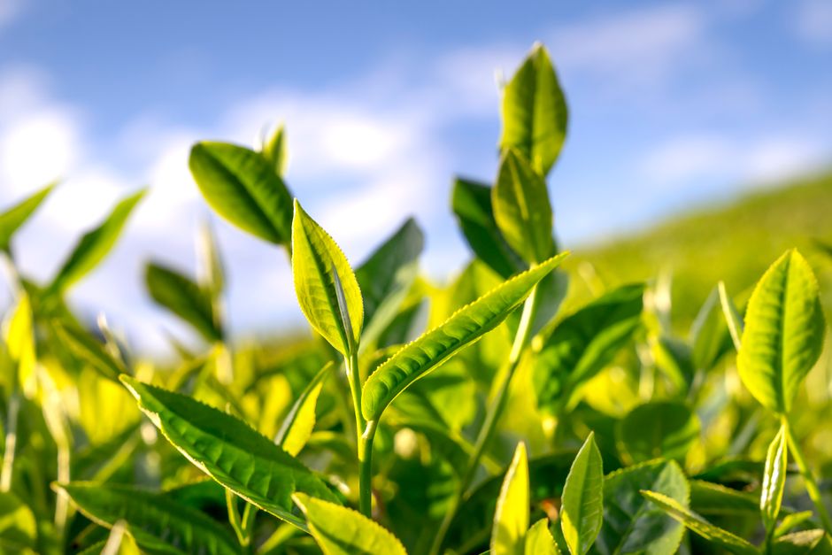 Tea sourced from verified Indian suppliers